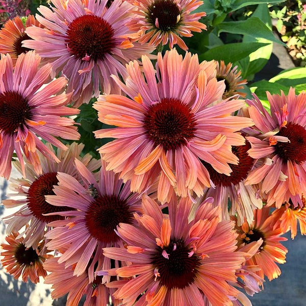 Echinacea Fresco Apricot (Coneflower) - 3 Well Rooted Starter Plants in 1 Qt Pots Grown at Rosie Belle Farm - Free Shipping Included