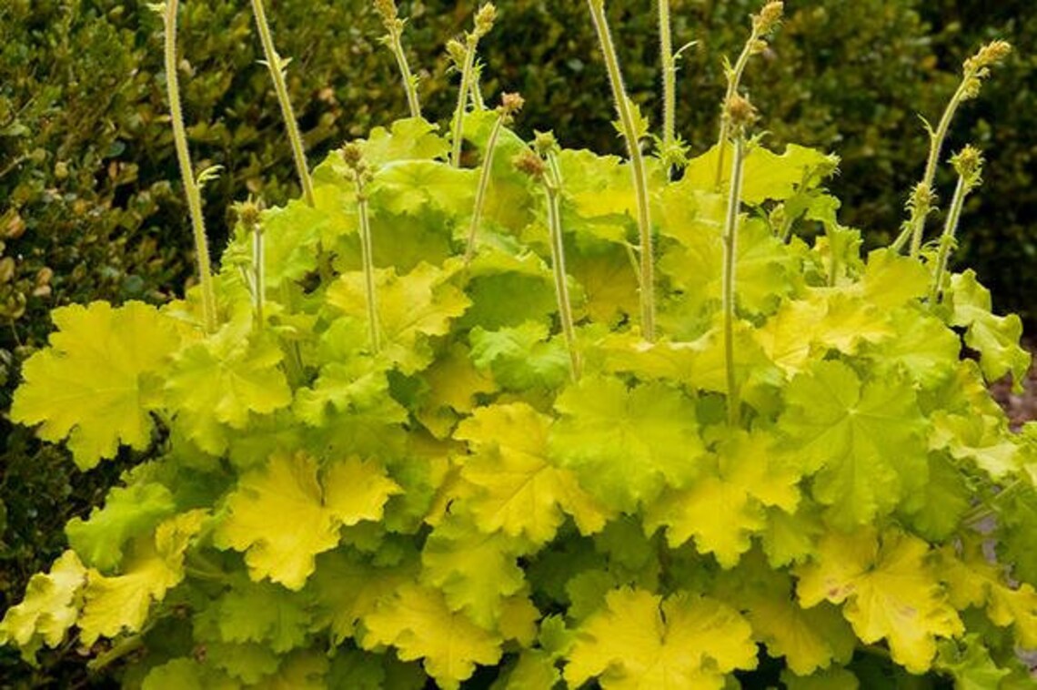 Heuchera Lemon Love Coral Bells 1 Gallon Pot Etsy