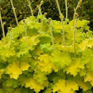 Heuchera Lemon Love Coral Bells - 3 Well Rooted Starter Plants in 1 Qt Containers - Grown at Rosie Belle Farm - Price Includes Shipping