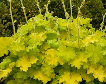 Heuchera Lemon Love Coral Bells - 3 Well Rooted Starter Plants in 1 Qt Containers - Grown at Rosie Belle Farm - Price Includes Shipping