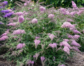 Buddleia Pink Cascade II (Butterfly Bush) 3 Well Rooted Starter Plants in 1 Qt Pots Grown at Rosie Belle Farm - Free Shipping