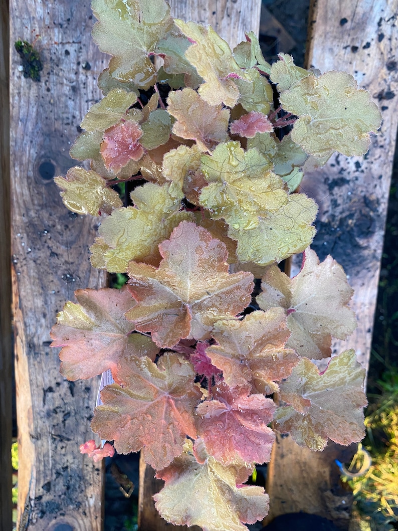 RosieBelleFarm Heuchera Coral Bells