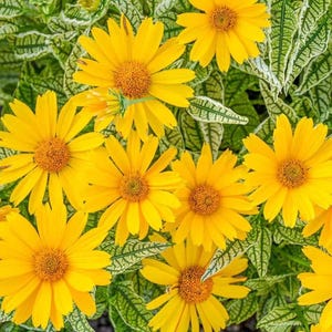 Heliopsis Sunstruck &#39;False Sunflower&#39; -3 Well Rooted Starter Plants in 1 Qt Containers Grown at Rosie Belle Farm - Free Shipping