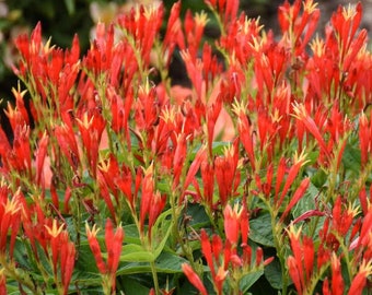 Spigelia marilandica 'Ragin Cajun' - 3 Well Rooted Starter Plants in 1 Qt Pots Grown at Rosie Belle Farm - Price Includes Shipping
