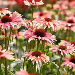 Echinacea Playful Meadow Mama (Coneflower) - 3 Well Rooted Starter Plants in 1 Qt Pots Grown at Rosie Belle Farm - Free Shipping