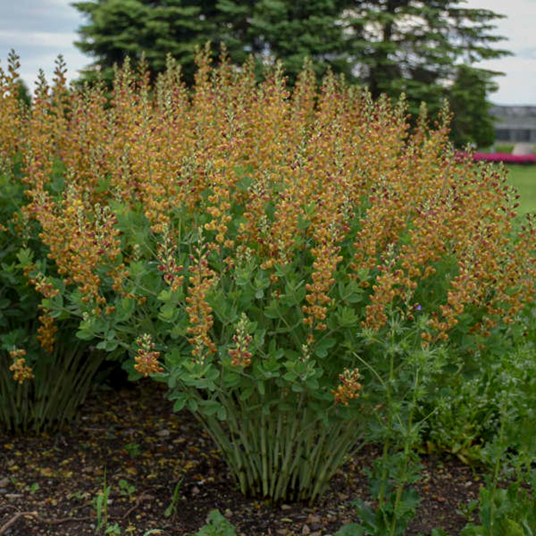 Baptisia cherries Jubilee' false Indigo 3 Well Rooted Starter Plants