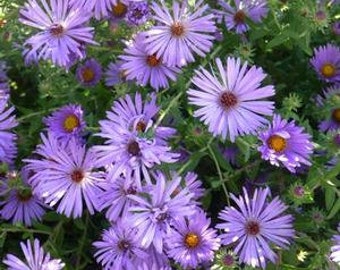 Aster Oblongfolius (Aromatic Aster) - 3 Well Rooted Starter Plants in 1 QT Pot - Grown at Rosie Belle Farm - Price Includes Shipping