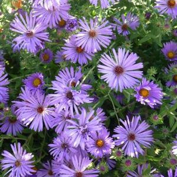 Aster Oblongfolius (Aromatic Aster) - 3 Well Rooted Starter Plants in 1 QT Pot - Grown at Rosie Belle Farm - Price Includes Shipping
