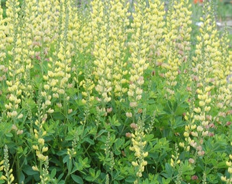 Baptisia Hybrid Solar Flare Prairieblues - 3 Well Rooted Starter Plants in 1 Qt Pots Grown at Rosie Belle Farm - Free Shipping