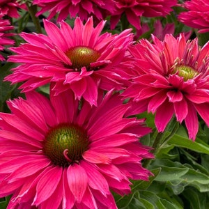 Echinacea Sweet Fuchsia - 3 Well Rooted Starter Plants in 1 Qt Pots Grown at Rosie Belle Farm - Price Includes Shipping