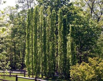 Slender Silhouette Sweetgum Tree  Liquidambar styraciflua  - 3-4 Feet Tall  In A 3 Gallon Container - Price Includes Free Shipping