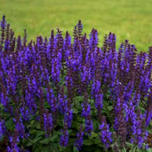 Salvia Nemorosa Bumble Blue - 3 Well Rooted Starter Plants in 1 Qt Pots - Price Includes Shipping
