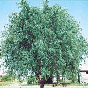 May include: A large, mature tree with a full canopy of green leaves. The tree has a brown trunk and branches, and the leaves are a vibrant green color. The tree is in a natural setting with a blue sky in the background.