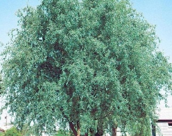 Corkscrew Willow (Salix matsudana) - 1 Well Rooted Sapling in a 1/2 Gallon Pot Grown at Rosie Belle Farm - Free Shipping