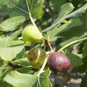 May include: Close-up of three figs growing on a fig tree. The figs are green, brown, and purple. The leaves of the fig tree are green and lush.