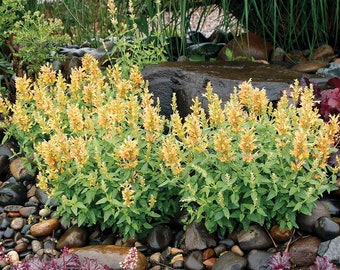 Agastache Poquito 'Butter Yellow' - 3 Well Rooted Starter Plants in 1 Qt Pots Grown at Rosie Belle Farm - Free Shipping