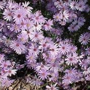 Aster Little Carlow 3 Well Rooted Starter Plants in 1 Qt Pots Grown at Rosie Belle Farm Price Includes Shipping image 1