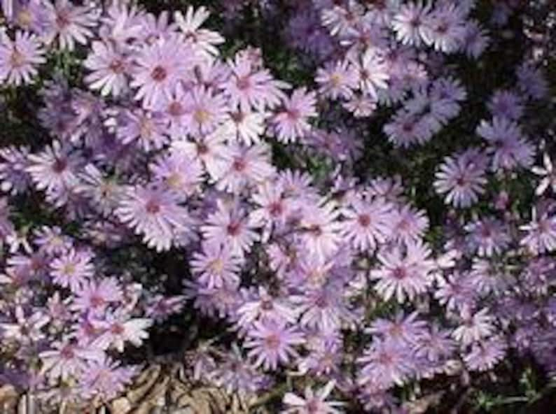 Aster Little Carlow 3 Well Rooted Starter Plants in 1 Qt Pots Grown at Rosie Belle Farm Price Includes Shipping image 1