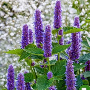 Agastache &#39;Blue Fortune&#39; (Anise Hyssop) 3 Well Rooted Starter Plants in 1 Qt Pots Grown at Rosie Belle Farm - Free Shipping