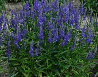 Veronica Royal Rembrandt (Spike Speedwell) - 3 Well Rooted Starter Plants in 1 Qt Pots Grown at Rosie Belle Farm - Price Includes Shipping