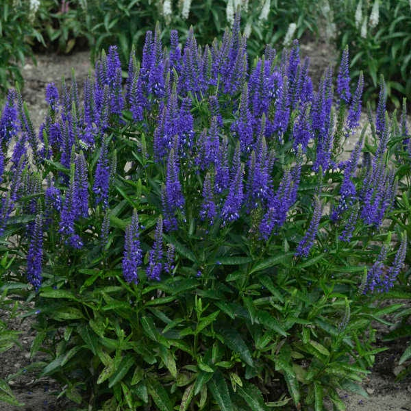 Veronica Royal Rembrandt (Spike Speedwell) - 3 Well Rooted Starter Plants in 1 Qt Pots Grown at Rosie Belle Farm - Price Includes Shipping