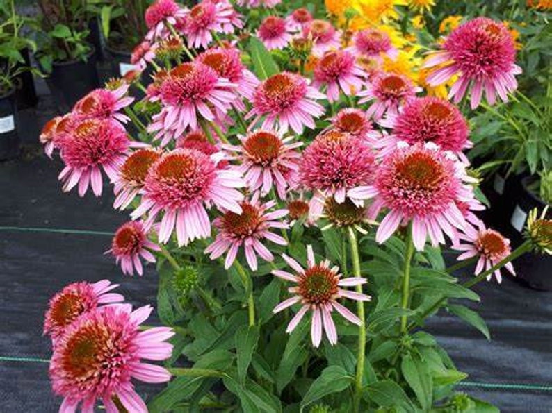 Echinacea Purpurea Butterfly Kisses coneflower 3 Well Rooted Starter
