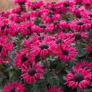 Monarda Bee Balm ‘Be You Be Happy 3 Well Rooted Starter Plants in 1 Qt Pots Grown at Rosie Belle Farm- Free Shipping