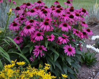 Echinacea Purple Emperor - 3 Well Rooted Starter Plants in 1 Qt&quot; Pots.  Price Includes Shipping
