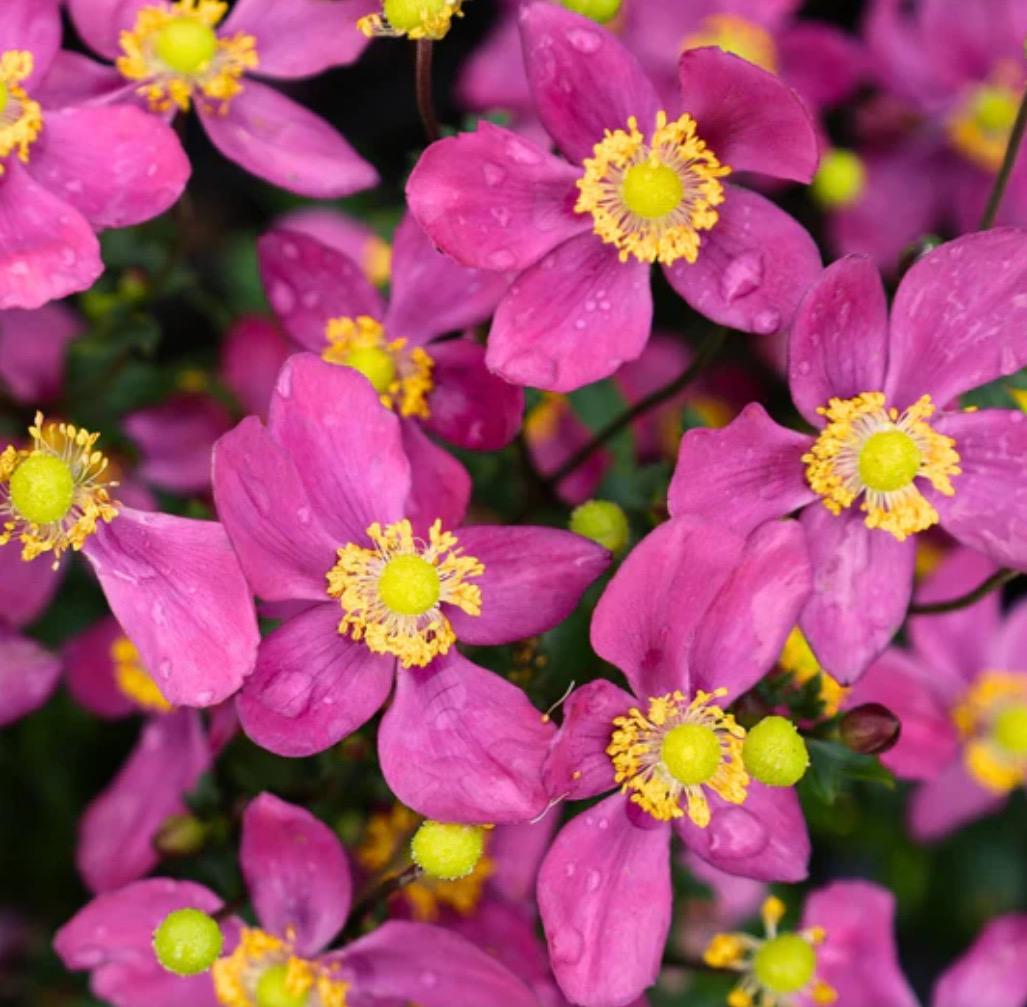 Anemone Fantasy ' Red Riding Hood' - 3 Well Rooted Starter Plants in 1 Qt Pots Grown at Rosie Belle Farm - Free Shipping