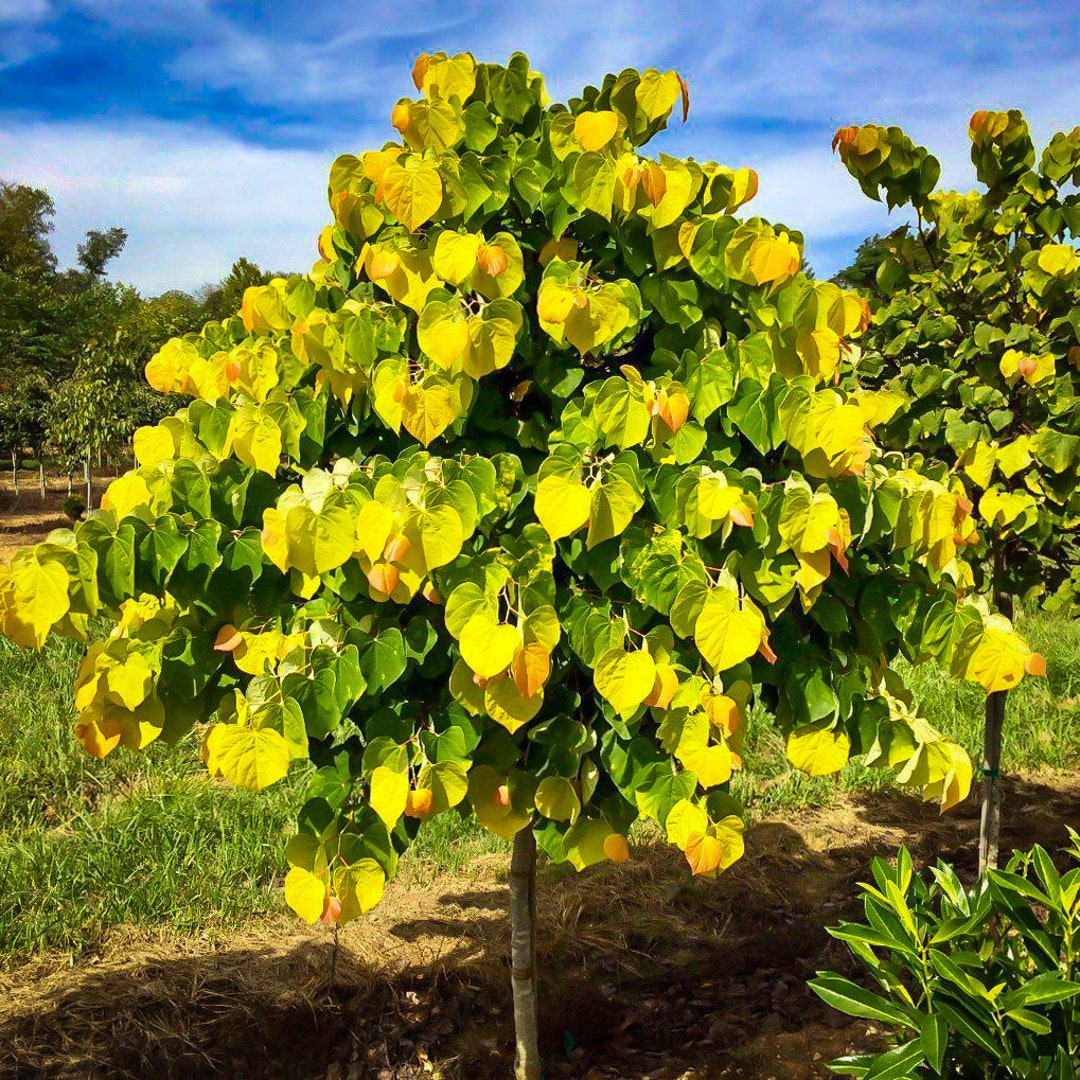 Rising Sun™ Eastern Redbud Tree Cercis Canadensis New Larger Size 45 Feet Tall Free