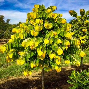 Rising Sun™ Eastern Redbud Tree Cercis Canadensis - 3 Feet Tall In A 3 Gallon Pot  - Free Shipping