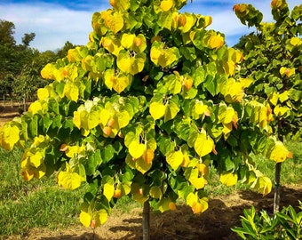 Rising Sun™ Eastern Redbud Tree Cercis Canadensis - 3 Feet Tall In A 3 Gallon Pot  - Free Shipping