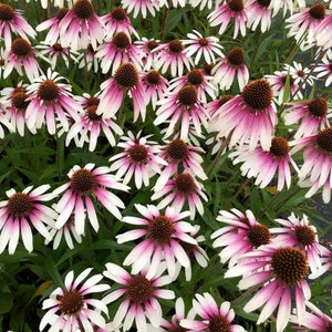 Echinacea Pretty Parasols (Coneflower) - 3 Well Rooted Starter Plants  in 1 Qt Pots Grown at Rosie Belle Farm - Free Shipping