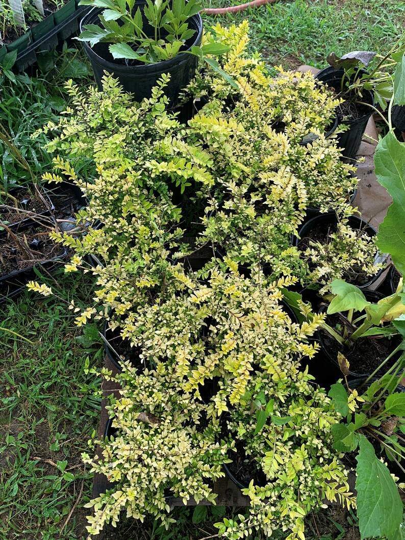 Boxleaf Honeysuckle 1 Gallon Container Price Includes Etsy