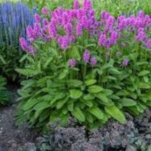 May include: A cluster of vibrant pink flowers with green leaves. The flowers are tall and slender, with a delicate, feathery appearance. The plant is growing in a garden setting.