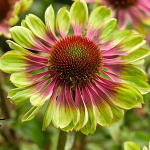 Echinacea purpurea &#39;Green Twister&#39; - 3 Well Rooted Starter Plants in 1 Qt Containers Grown at Rosie Belle Farm - Price Includes Shipping