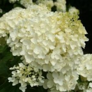 Puede incluir: Primer plano de flores de hortensia blancas en plena floración. Las flores tienen una forma agrupada y redondeada con un color blanco cremoso. Se ven hojas verdes en el fondo, con algunas flores a lo lejos.