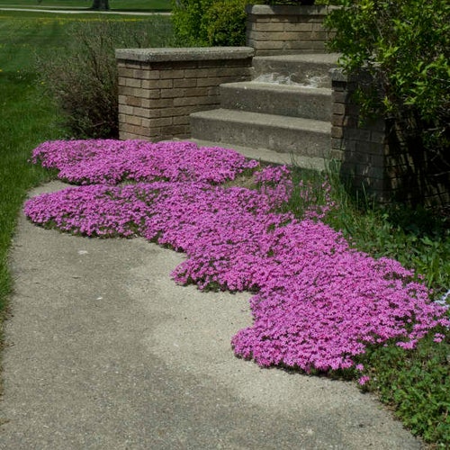 Creeping Moss Phlox Red Wing (Subulata) - 3 Well Rooted Starter Plants in 1 Qt Pots Grown at Rosie Belle Farm - Price Includes Shipping