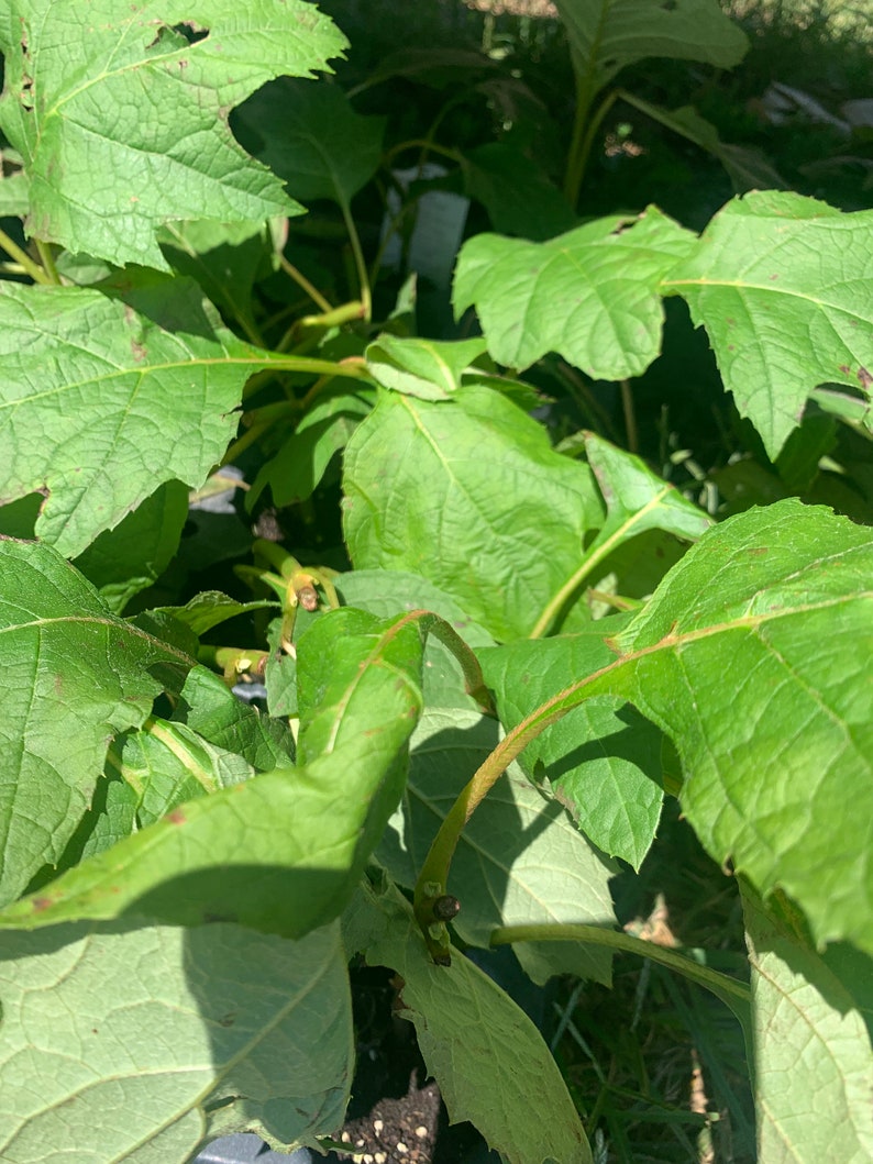 Hydrangea quercifolia, Snow Queen 2 Well Rooted Starter Plants in 1 Qt Pots Reserve For Shipping May 1 Price Includes Shipping image 2