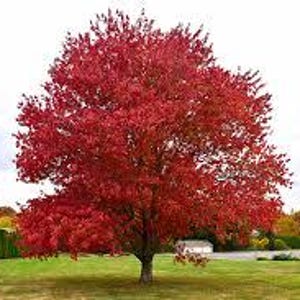 May include: A vibrant red tree stands in a grassy yard under a cloudy sky. The tree's leaves are a brilliant shade of red, contrasting with the green grass and the white of the houses in the background. The tree is the focal point of the image.