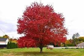 Red Maple ' Acer Rubrum' - 1 Well Rooted Sapling 18"-24" tall in a 1/2 Gallon Pot - Grown at Rosie Belle Farm - Free Shipping