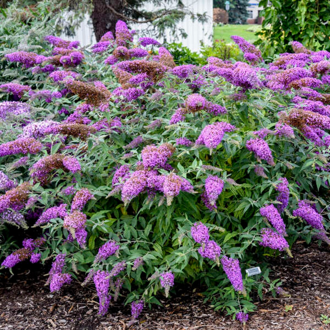 Buddleia Violet Cascade (butterfly Bush) - 3 Well Rooted Starter Plants ...