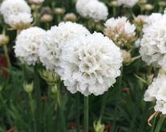 Armeria Dream Clouds - 3 Well Rooted Starter Plants in 1 Qt Pots - Grown at Rosie Belle Farm - Price Includes Shipping