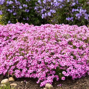 May include: A close-up of a bed of pink phlox flowers in bloom. The flowers are densely packed together, creating a vibrant and colorful display.