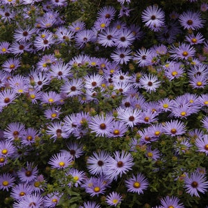Raydon&#39;s Favorite Aster - 3 Well Rooted Starter Plants in 4&quot; Pots - Grown at Rosie Belle Farm - Includes Shipping