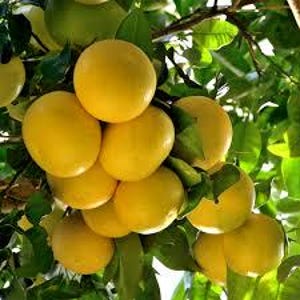 May include: A cluster of ripe, yellow grapefruits hanging from a tree branch with green leaves. The grapefruits are round and have a smooth skin, with some partially obscured by the foliage.