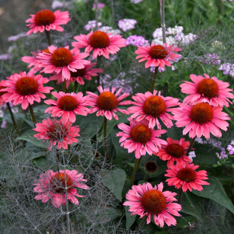 Echinacea Coral Craze 3 Well Rooted Starter Plants in 1 Qt Containers Grown at Rosie Belle Farm Price Includes Shipping image 1