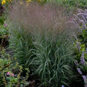 May include: A clump of tall, green ornamental grass with long, narrow leaves. The grass is growing in a garden setting.