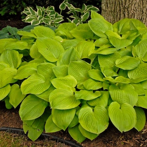 Hosta August Moon - 1 Mature Plant in a 1 Gallon Container - Grown at Rosie Belle Farm - Price Includes Shipping