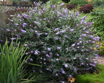 Glass Slippers Butterfly Bush / Summer Lilac - 3 Well Rooted Starter in 1 Qt Pots Plants Grown at Rosie Belle Farm - Price Includes Shipping